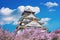 Osaka Castle and Cherry blossom in spring. Sakura seasons in Osaka, Japan