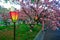 Osaka, Japan. Beautiful light and colours of Japanese lanterns and cherry blossoms