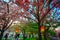 Osaka, Japan. Beautiful light and colours of Japanese lanterns and cherry blossoms