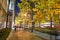 OSAKA, JAPAN - DECEMBER 9, 2015: gingko tree in Midosuji street of Osaka, Japan.