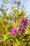 Osbeckia stellata Ham.flowe blur background