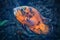 Oscar astronotus ocellatus - big beautiful black-orange fish