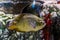 Oscar cichlid color mutation, popular aquarium pet, tropical fish from the amazon basin of south America