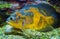 Oscar fish Astronotus ocellatus swimming underwater