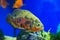 Oscar fish, Astronotus ocellatus. Tropical freshwater fish in aquarium. tiger oscar, velvet cichlid.fish from the cichlid family