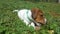 Oscar Jackrussell terrier puppy