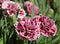 Oscar trouper carnations in a flowerbed