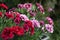 Oscar trouper carnations in a flowerbed