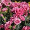 Oscar trouper carnations in a flowerbed