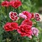 Oscar trouper carnations in a flowerbed