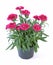 Oscar trouper carnations of various colors in pot