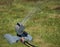 Oscillating irrigation sprinkler of the lawn at noon close-up