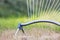 Oscillating sprinkler irrigating dry lawn on hot summer day
