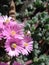 Oscularia deltoides in bloom