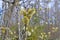 Osier willow puddle bud burgeon gemma buttons on bush tree branch closeup