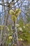 Osier willow puddle bud burgeon gemma buttons on bush tree branch closeup