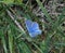 Osiris blue butterfly in the mountains of italy