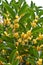 Osmanthus blooming