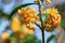 Osmanthus flowers in the garden