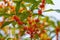 Osmanthus fragrans on the branch