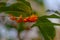 Osmanthus fragrans on the branch