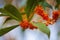 Osmanthus fragrans on the branch