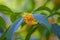 Osmanthus fragrans on the branch