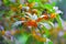 Osmanthus fragrans on the branch