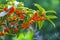 Osmanthus fragrans on the branch