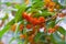 Osmanthus fragrans on the branch