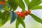 Osmanthus fragrans on the branch