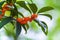 Osmanthus fragrans on the branch