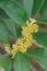 Osmanthus fragrans var. latifolius