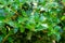 Osmanthus heterophyllus bush. Natural green foliage pattern. Abstract modern trendy texture background