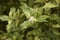 Osmanthus heterophyllus shrub close up