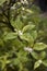 Osmanthus heterophyllus shrub close up