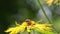 Osmia bee on flower Elecampane