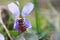 Osmia rufa or Osmia bicornis, red mason bee - wild bee on Viola odorata or wood violet, sweet, English, common, florist\'s or garde