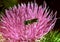 Osmia sp. - Small bee on a purple plant flower, southern Ukraine