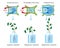 Osmosis in plant cells