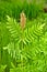 Osmunda regalis - Royal Fern