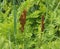 Osmunda regalis, or royal fern, blooming in spring