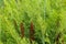 Osmunda regalis, or royal fern, blooming in spring