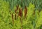 Osmunda regalis, or royal fern, blooming in spring