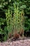 Osmunda regalis - Royal Fern, Secret Gardens, Norfolk, England, UK.