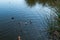 Oso Flaco Lake at sunset, and ducks.