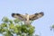 Osprey in the Adirondacks Birds of Prey