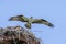 Osprey in the Adirondacks Birds of Prey