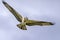 Osprey in the Adirondacks Birds of Prey