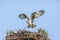 Osprey in the Adirondacks Birds of Prey